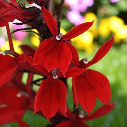 Red lobelia flowers with blurred garden background. 