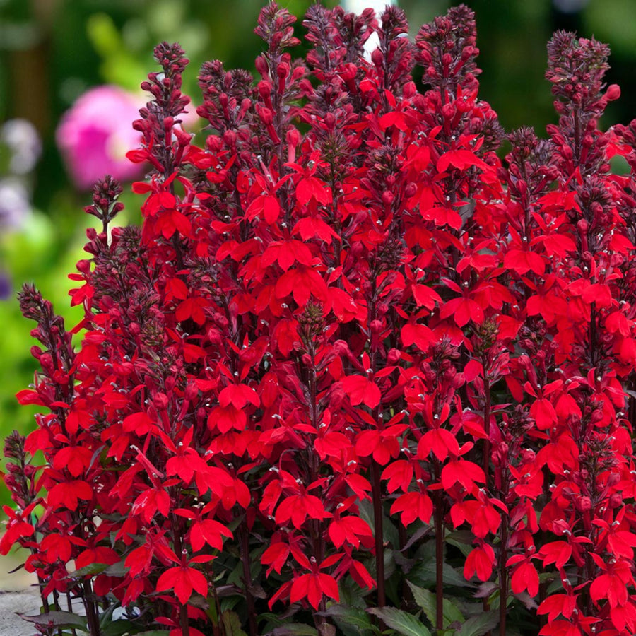 Lobelia Speciosa Cluster of red lobelia flowers with blurred garden background.  1
