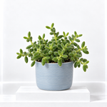 Delosperma Echinatum Pickle Plant  1