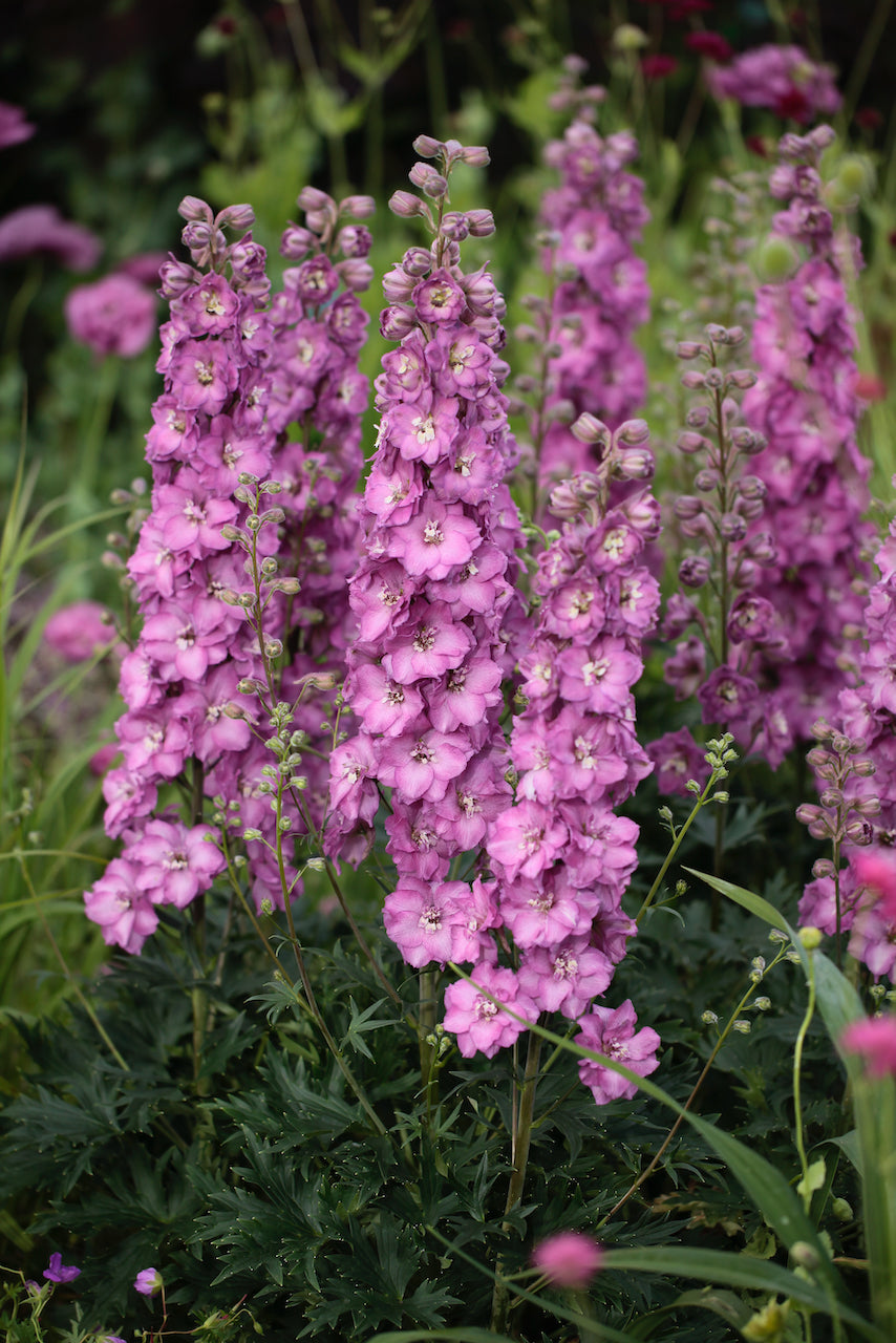 Delphinium Delgenius Plant Mix (2 Plants) Delphinium Delgenius Plant Mix (2 Plants) image2 1
