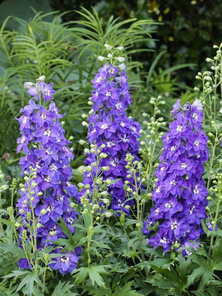 Delphinium Delgenius Plant Mix (2 Plants) Delphinium Delgenius Plant Mix (2 Plants) image3 3