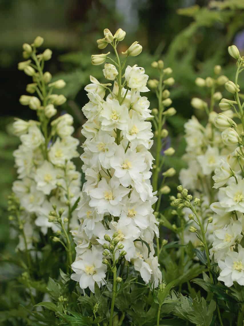 Delphinium Delgenius Plant Mix (2 Plants) Delphinium Delgenius Plant Mix (2 Plants) image4 4