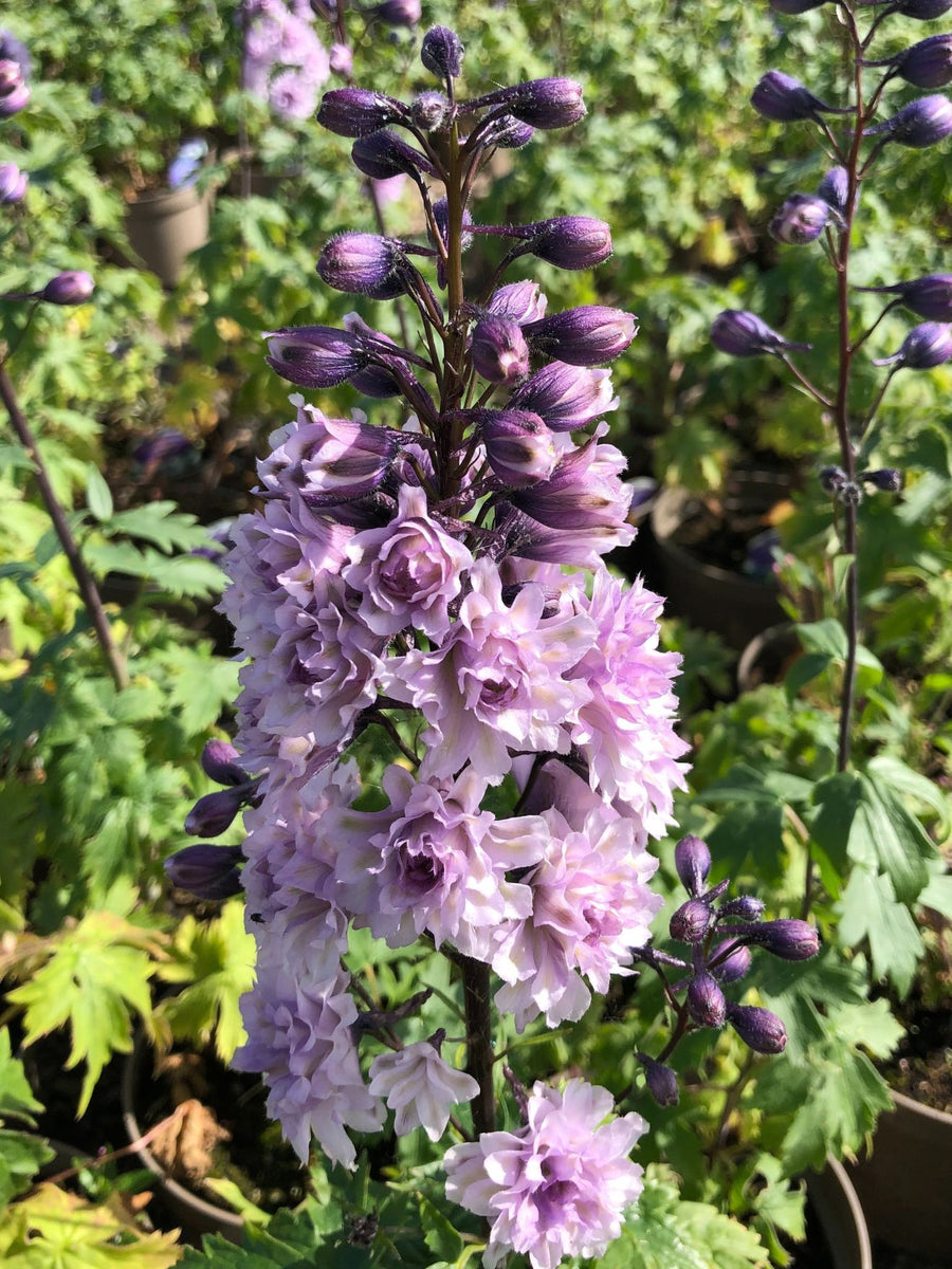 Delphinium Highlander Plant Mix (2 Plants) Delphinium Highlander Plant Mix (2 Plants) image4 1