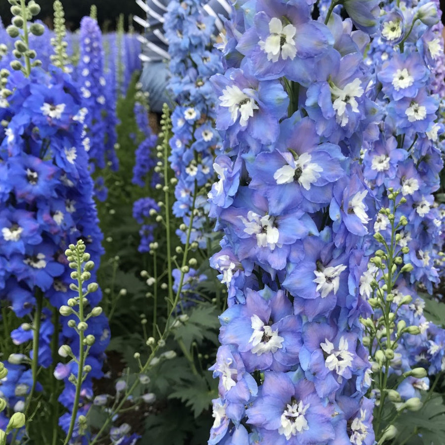 Delphinium Magic Fountains Blue and White Bee  1