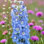 Delphinium Magic Fountains Blue and White Bee  2