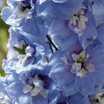 Delphinium Magic Fountains Blue and White Bee  3