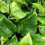 Scindapsus Aureus Golden Pothos Devil's Ivy  3