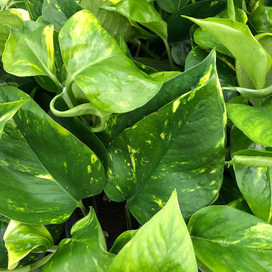 Scindapsus Aureus Golden Pothos Devil's Ivy  3