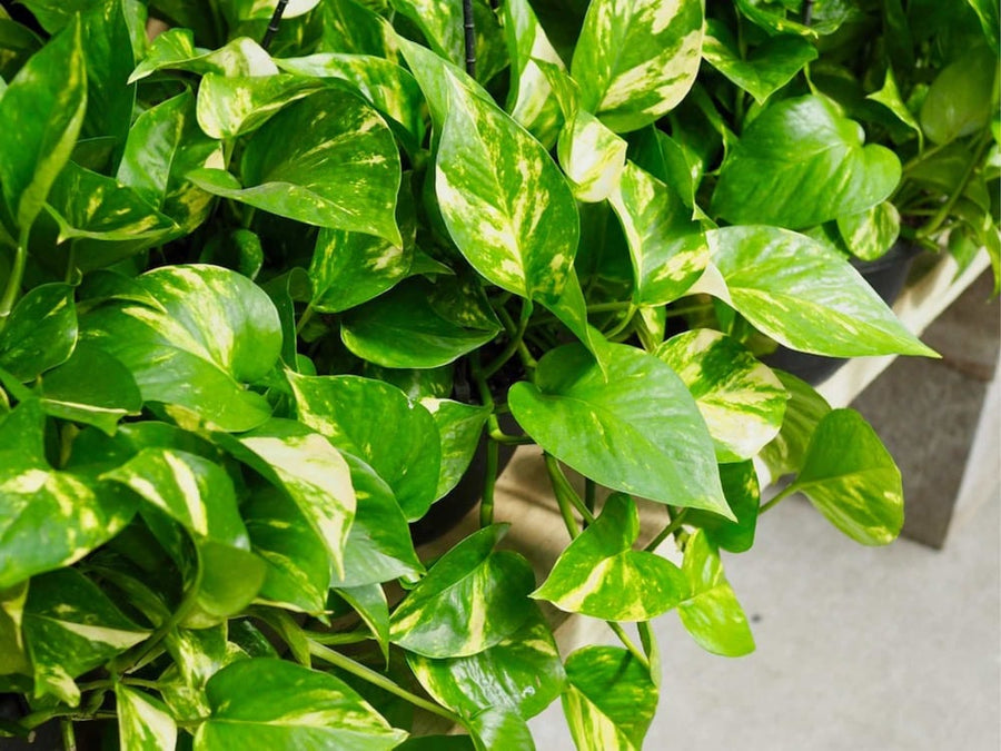 Scindapsus Aureus Golden Pothos Devil's Ivy  4