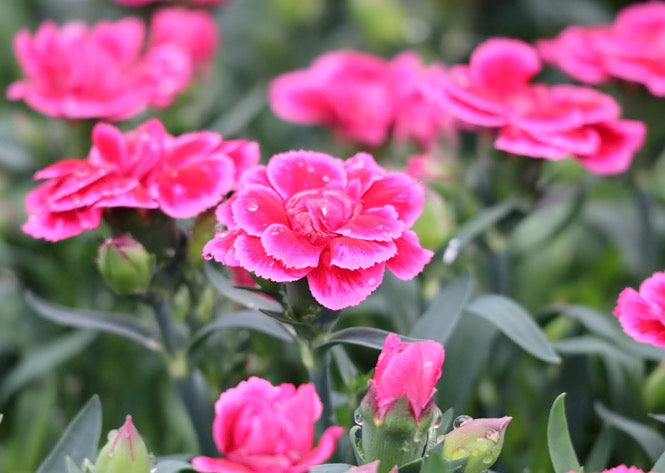 Dianthus 'Oscar' - 3 Mix Colours Plants Dianthus 'Oscar' - 3 Mix Colours Plants image2 2