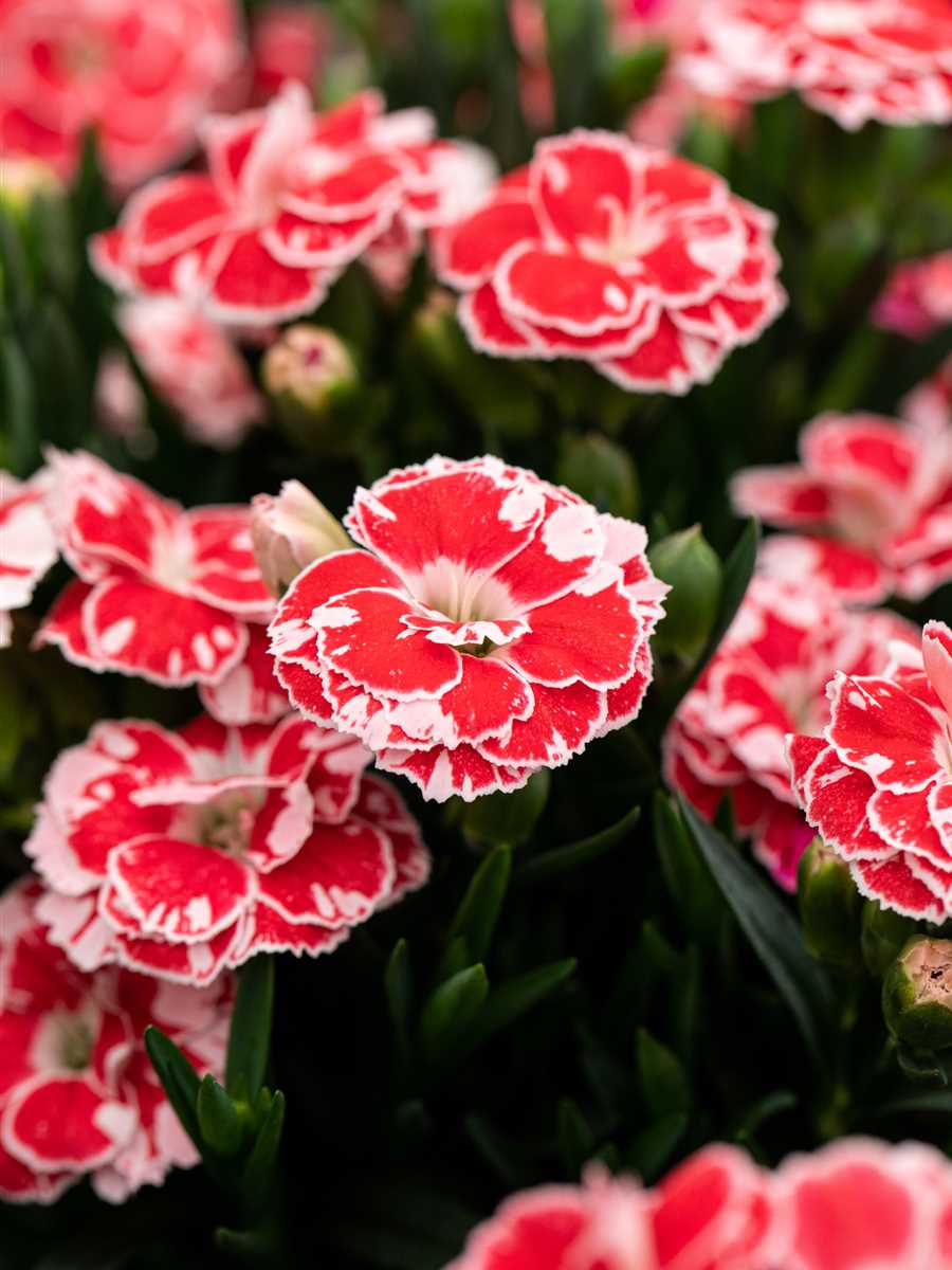 Dianthus 'Oscar' - 3 Mix Colours Plants Dianthus 'Oscar' - 3 Mix Colours Plants image3 3