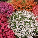 Diascia Bedding Plant Mix  1