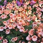 Diascia Bedding Plant Mix  4
