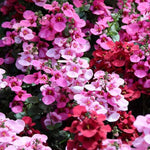 Diascia Bedding Plant Mix  2