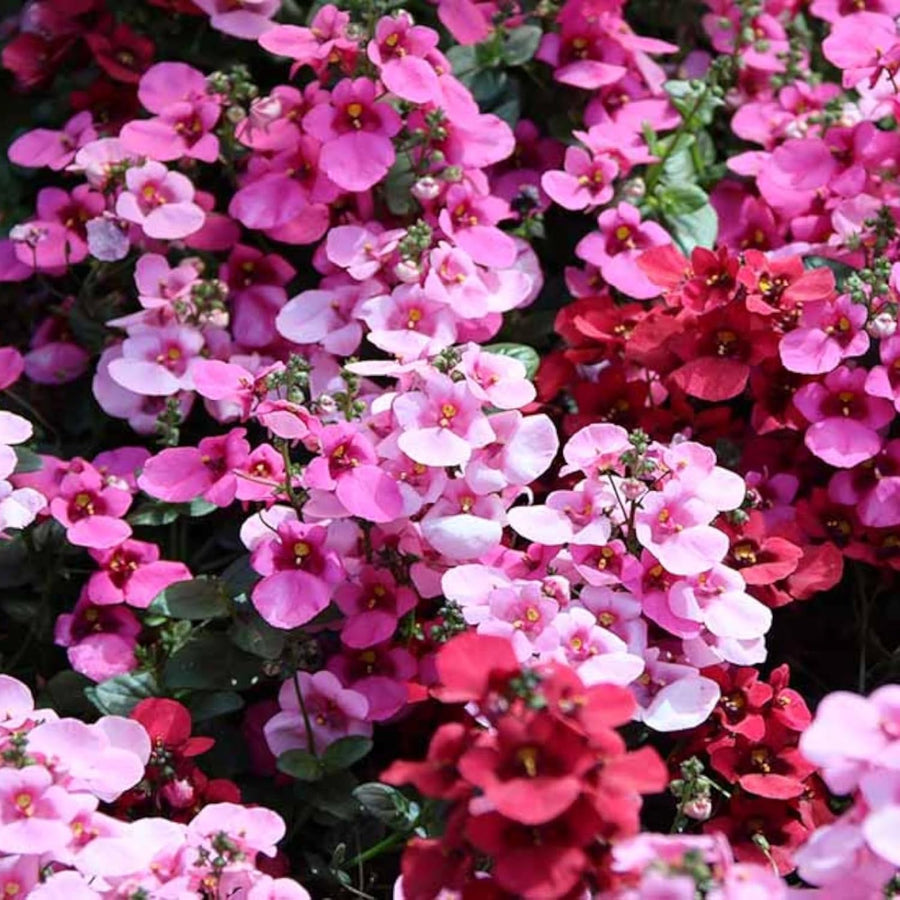 Diascia Bedding Plant Mix  2