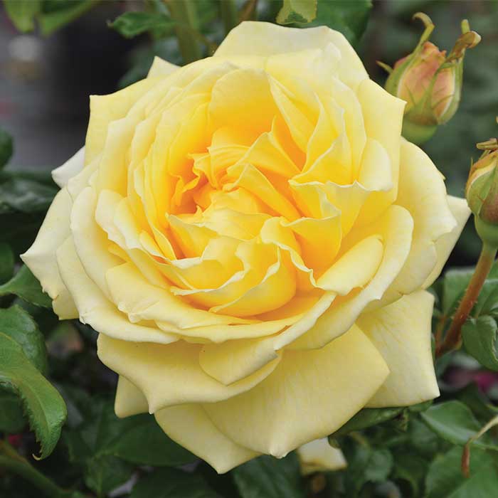 Scented Rose in 2L Tall Rose Pot - (Yellow Sunshine) Scented Rose in 2L Tall Rose Pot - (Yellow Sunshine) image2 2