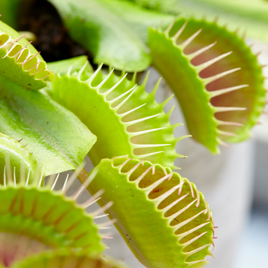 Venus Fly Trap (2 Plants) 5.5cm Venus Fly Trap (2 Plants) image2 3