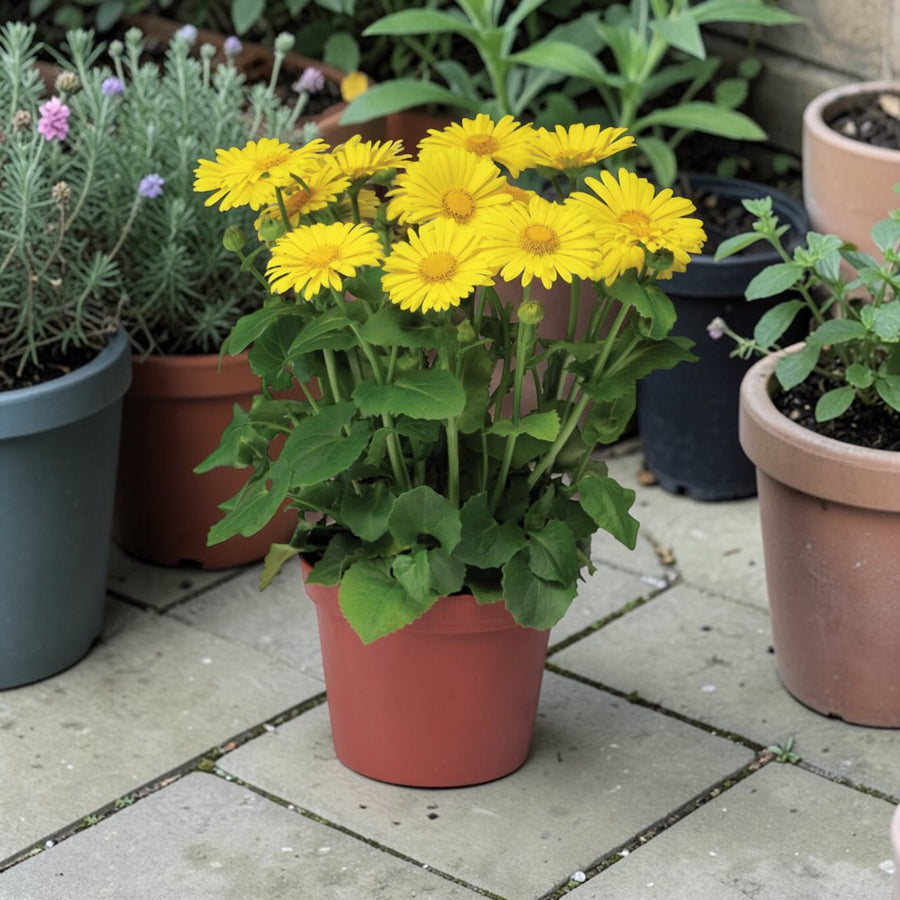 Doronicum Orientale Leonardo  2