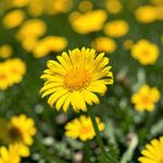 Doronicum Orientale Leonardo  1