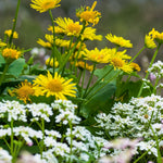 Doronicum Orientale Leonardo  3