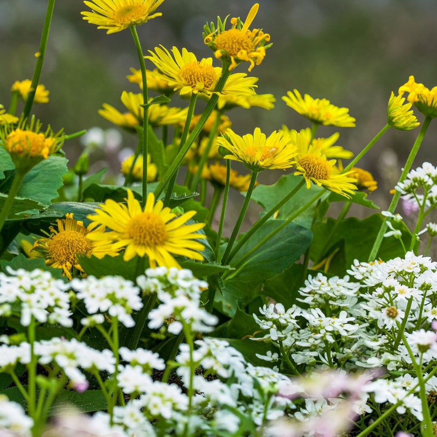 Doronicum Orientale Leonardo  3