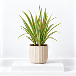 Dracaena Bicolour Plant  1