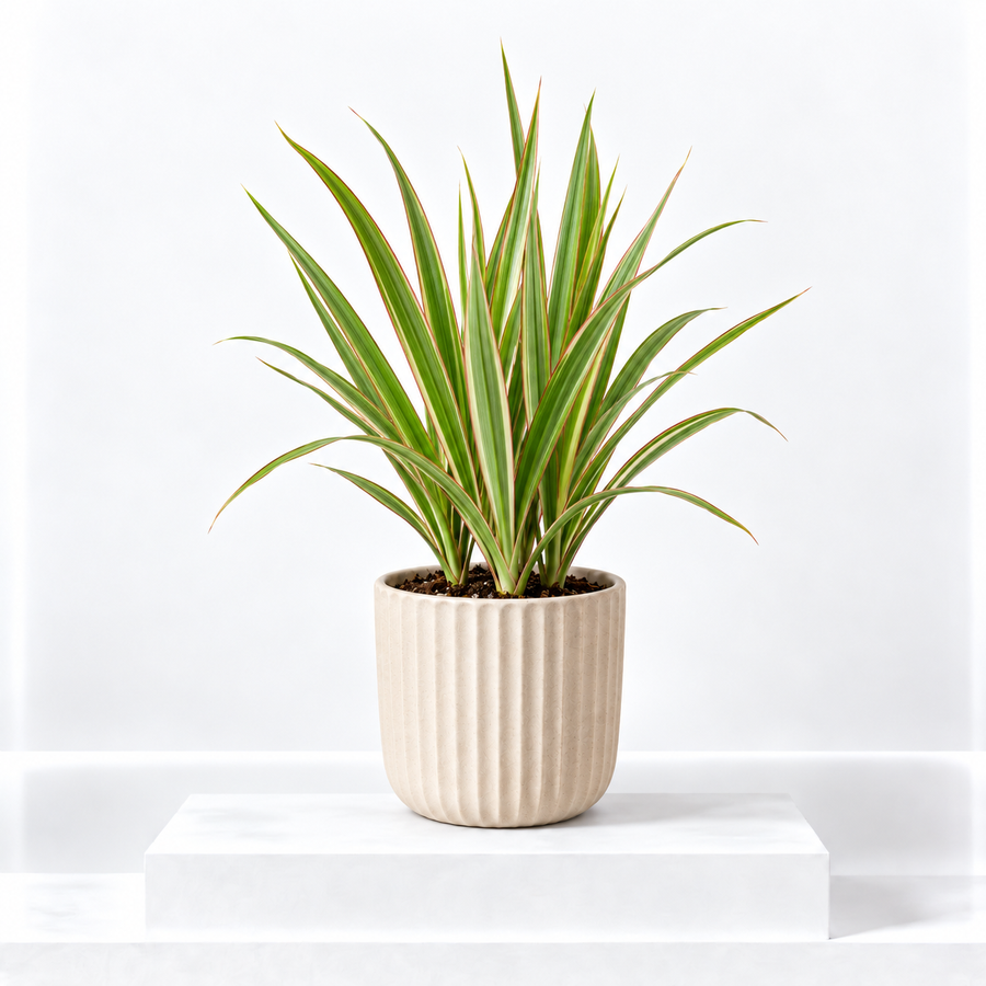 Dracaena Bicolour Plant  1