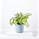 Malaika Plant  1