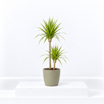 Dracaena Marginata Sunray  1