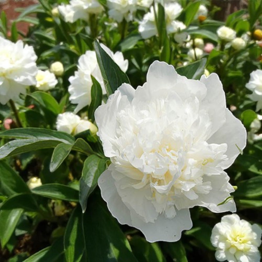 Peony Bare Roots White peony flower in full bloom, showcasing delicate petals and a soft, elegant appearance against a natural background. 3