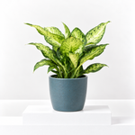 Dumb Cane Dieffenbachia Amy  1