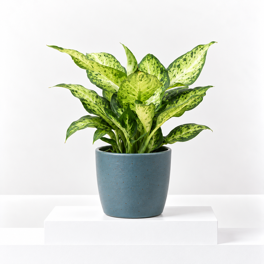 Dumb Cane Dieffenbachia Amy  1