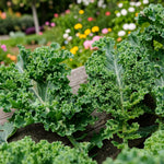Kale Plant  4