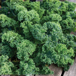 Kale Plant  3
