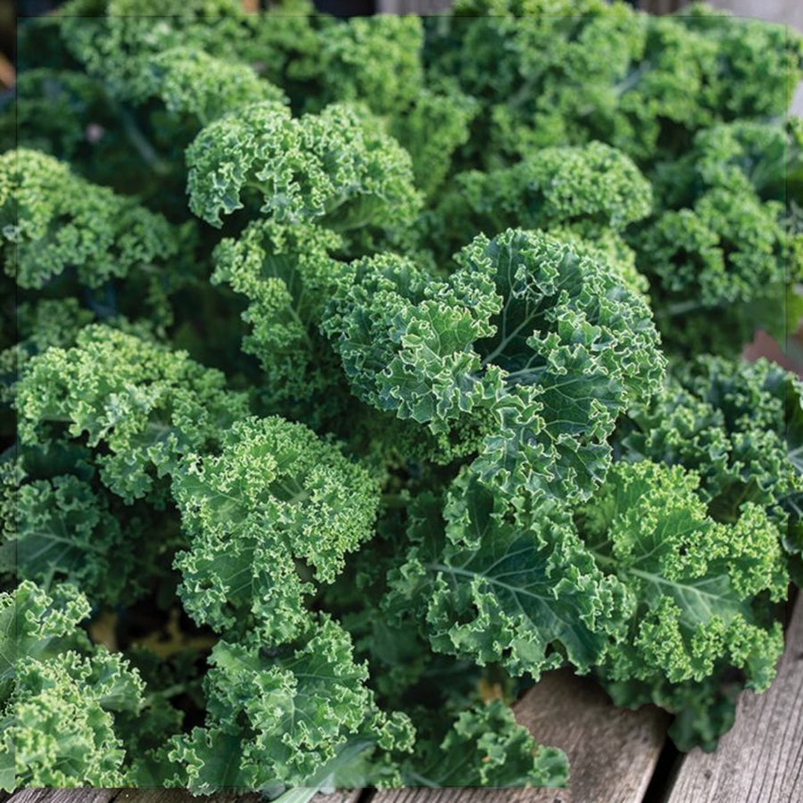 Kale Plant  3