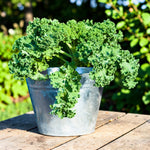 Dwarf Green Curled Kale  4
