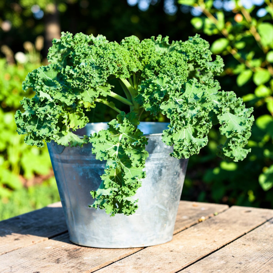 Dwarf Green Curled Kale  4