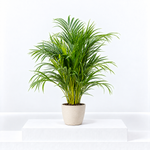 Dypsis Lutescens Areca Palm Indoor Plant  1