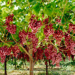 Grape Vine Plant - Suffolk Red  3