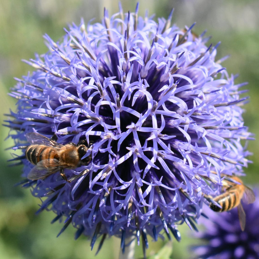 Echinops, Phlomis & Cosmos Bare Root Mix  2