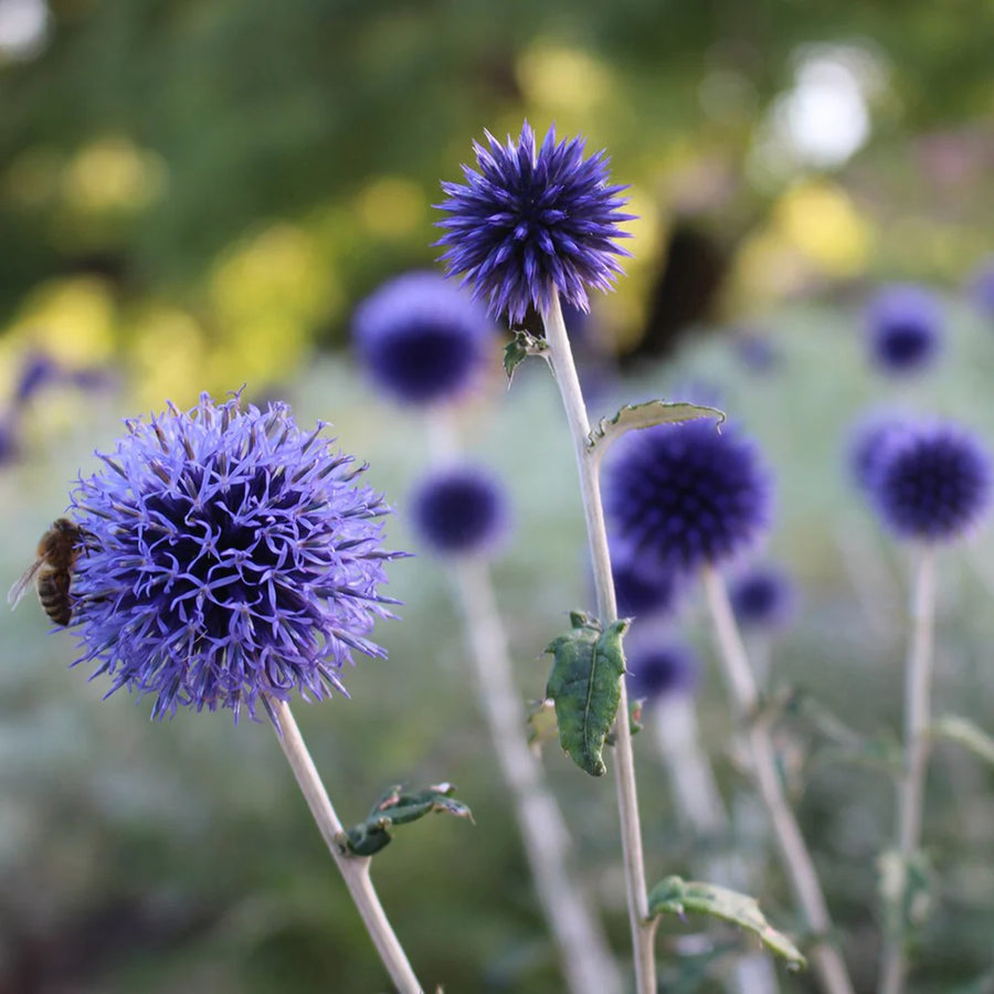 Echinops Ritro Bare Root  4