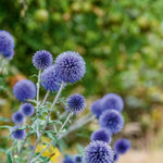 Echinops Ritro Bare Root  3