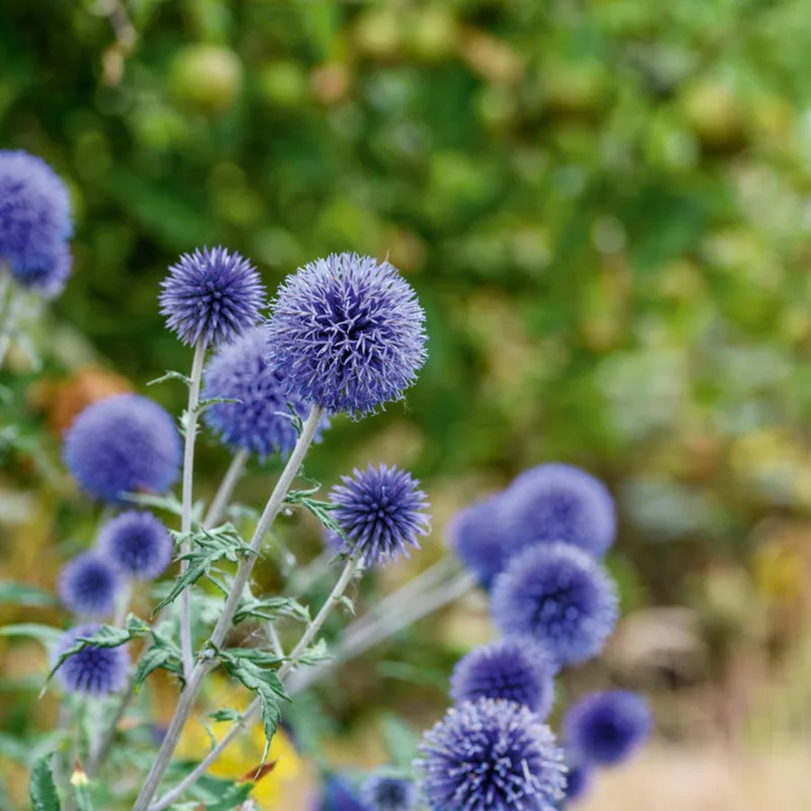 Echinops Ritro Bare Root  3