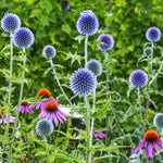 Echinops Ritro Bare Root  2