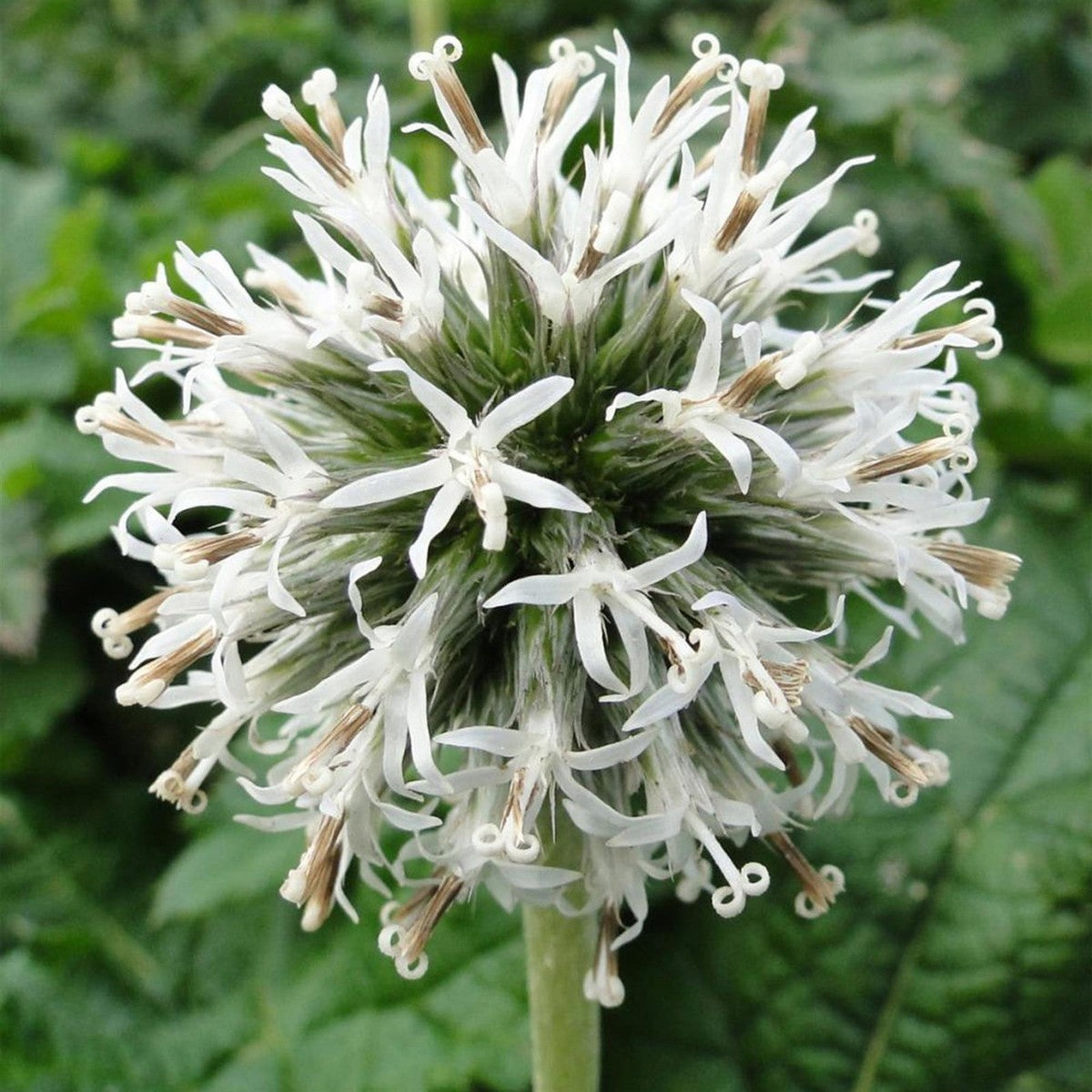 Echinops Snow King Bare Root  4