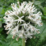 Echinops Snow King Bare Root  4