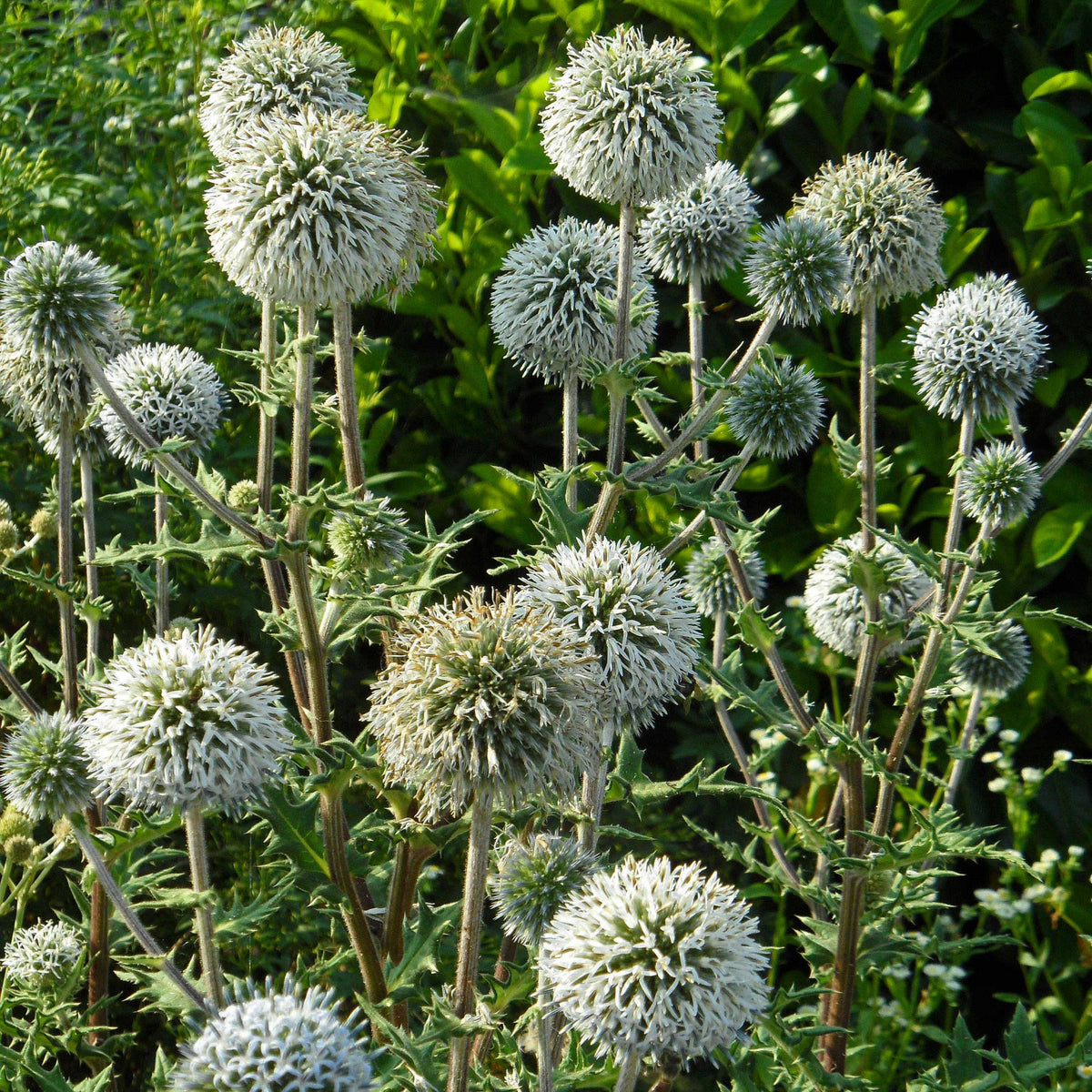 Echinops Snow King Bare Root  1