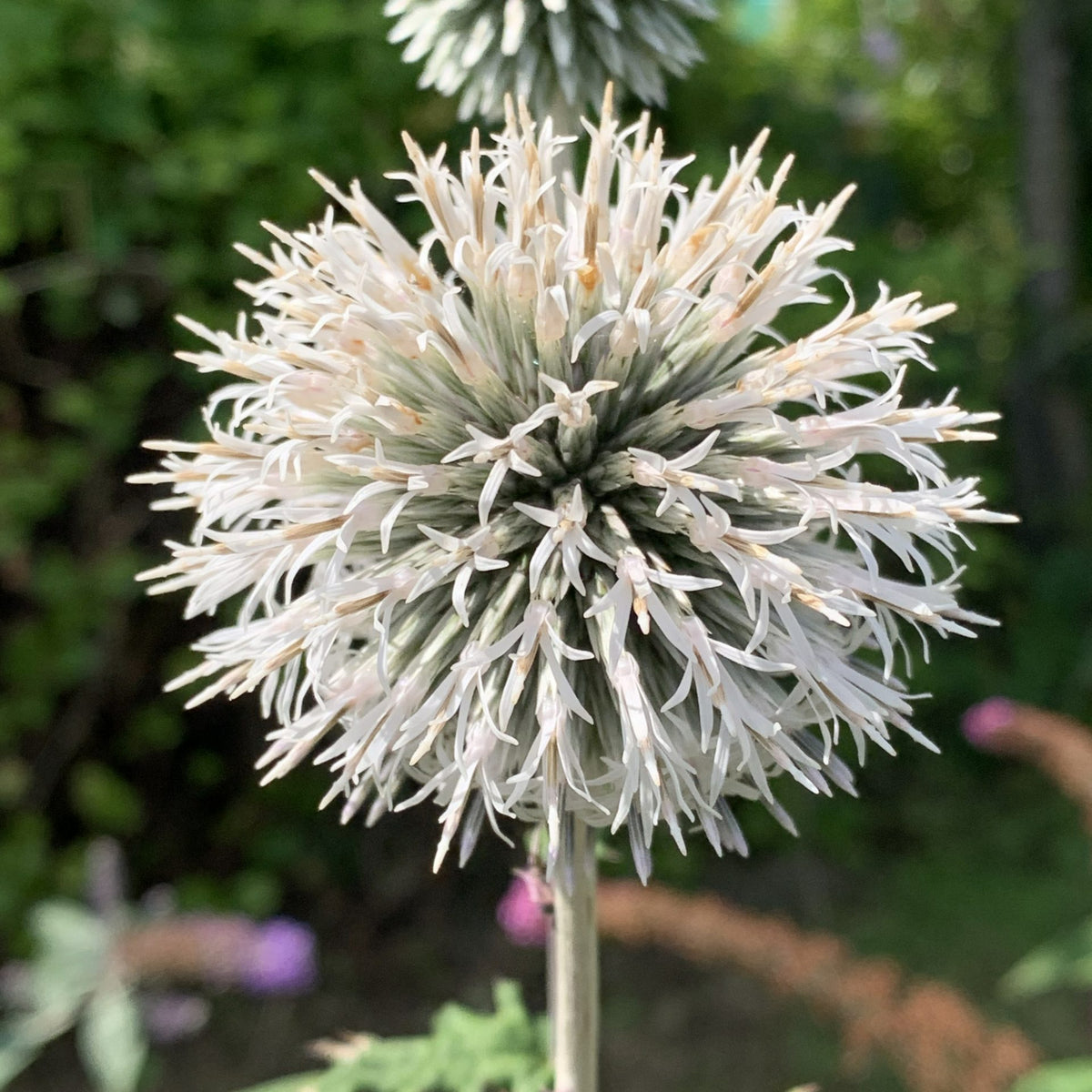 Echinops Snow King Bare Root  2