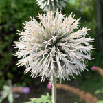 Echinops Snow King Bare Root  2