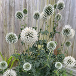 Echinops Snow King Bare Root  3